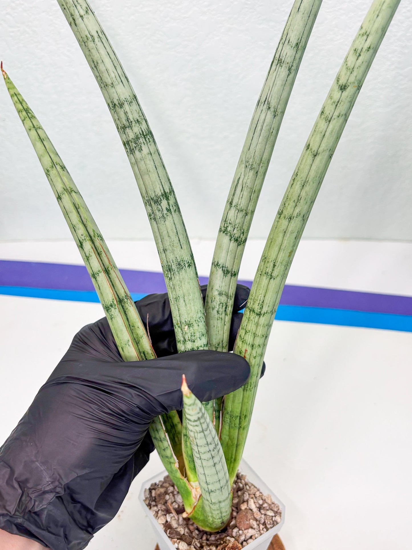 Sansevieria Licht (ob) (1) | New Imported Hybrids