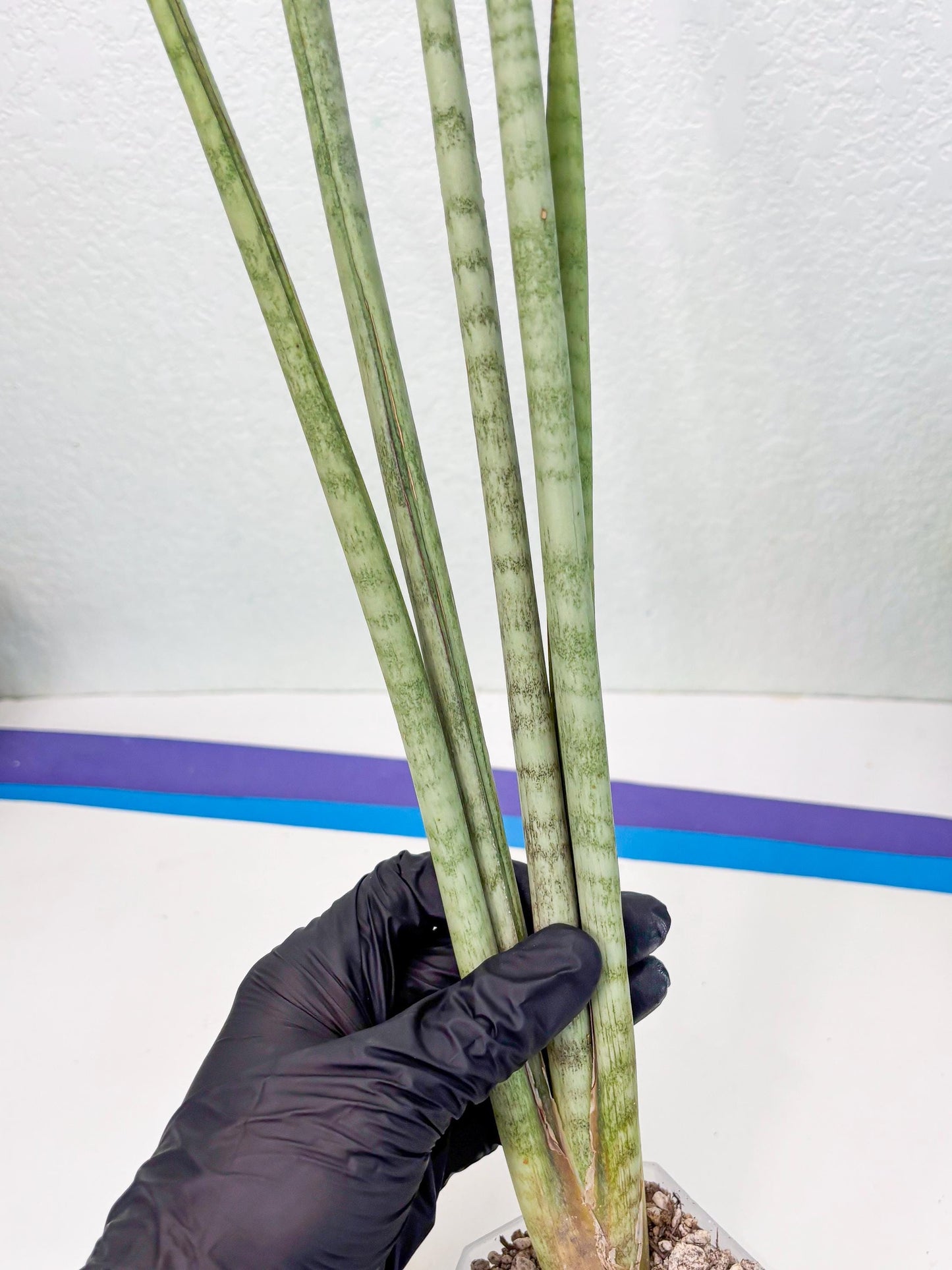 Sansevieria Langes Litcht (ob) (2) | New Imported Hybrids