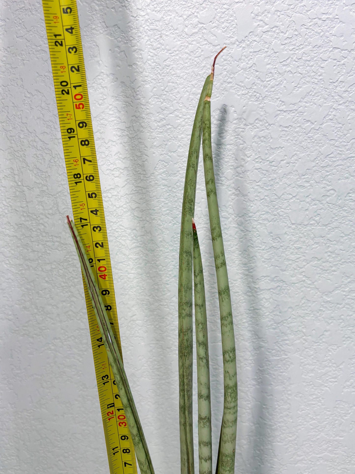 Sansevieria Langes Litcht (ob) (2) | New Imported Hybrids