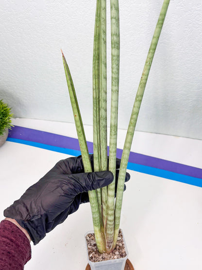 Sansevieria Langes Litcht (ob) (2) | New Imported Hybrids