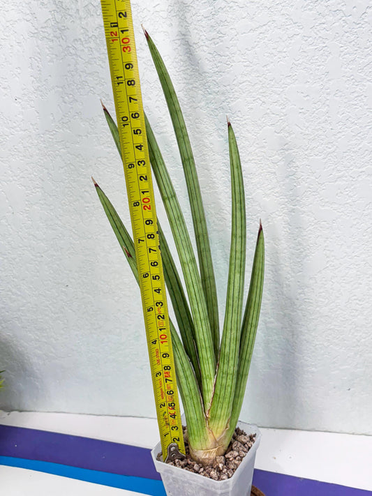 Sansevieria Alawo Eve (ob) (3) | New Imported Hybrids