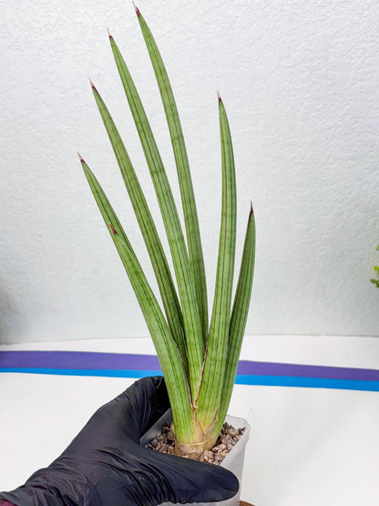 Sansevieria Alawo Eve (ob) (3) | New Imported Hybrids