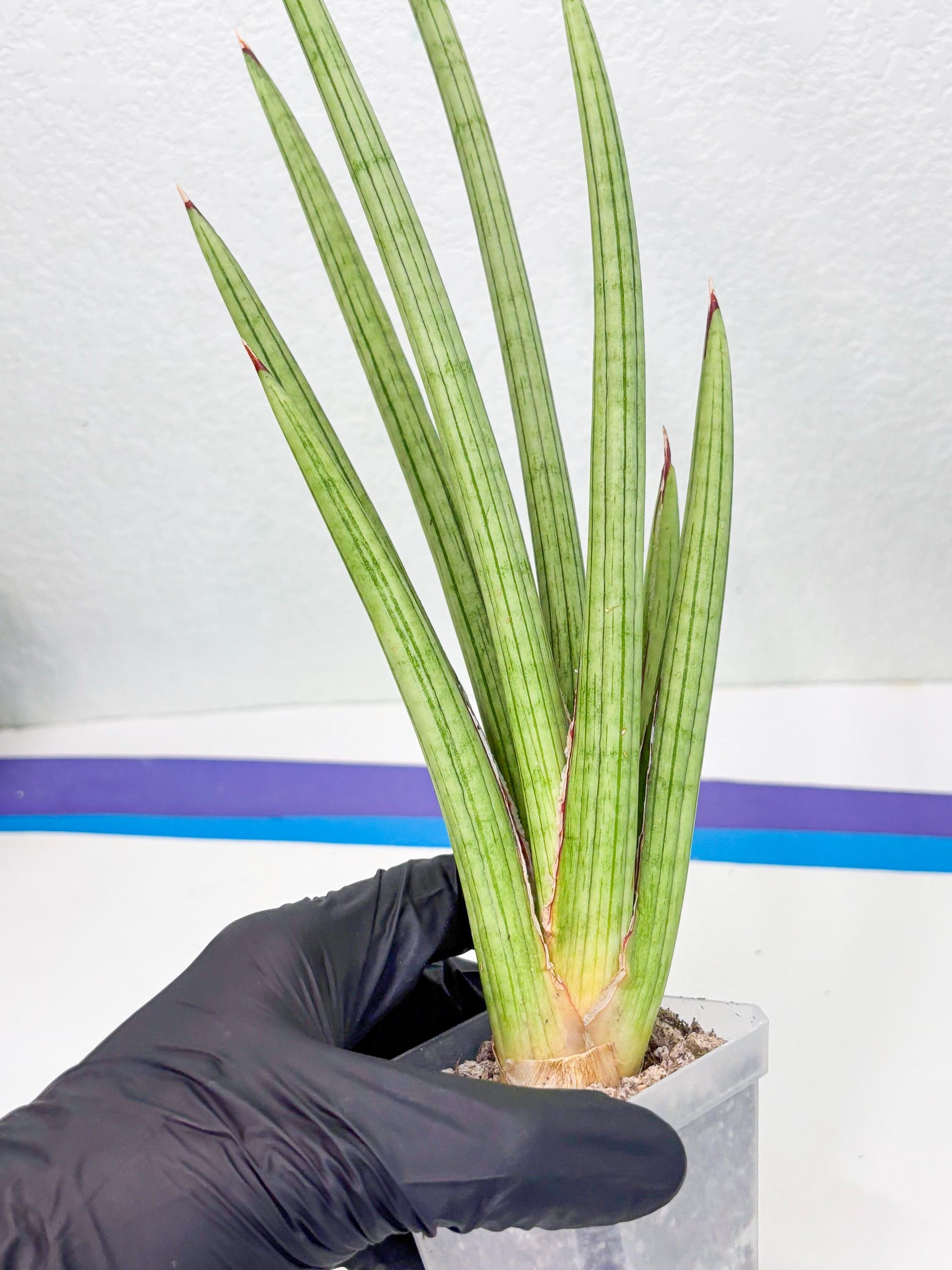 Sansevieria Alawo Eve (ob) (3) | New Imported Hybrids