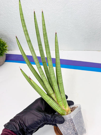 Sansevieria Alawo Eve (ob) (3) | New Imported Hybrids