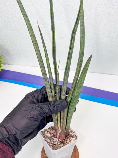 Sansevieria Vert Fonce (ob) (4) | New Imported Hybrids