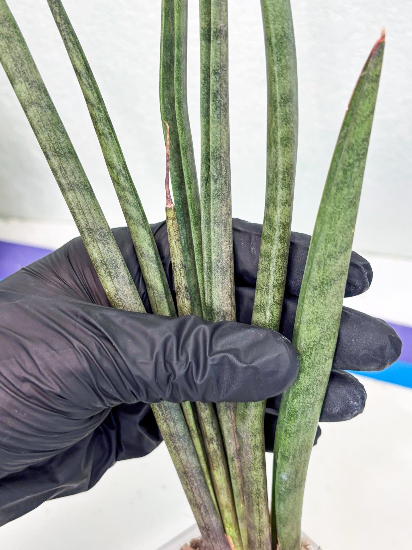 Sansevieria Vert Fonce (ob) (4) | New Imported Hybrids