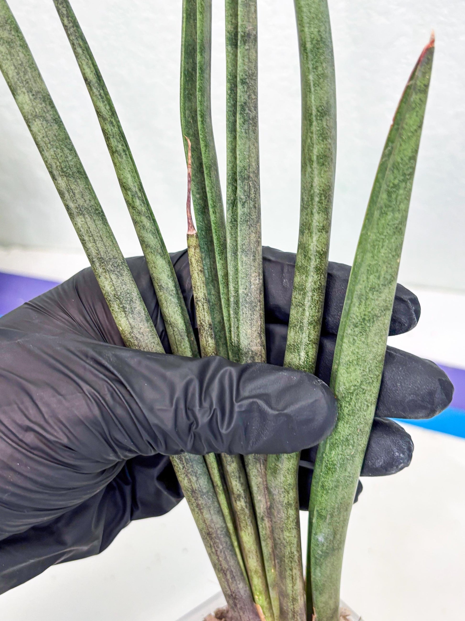 Sansevieria Vert Fonce (ob) (4) | New Imported Hybrids