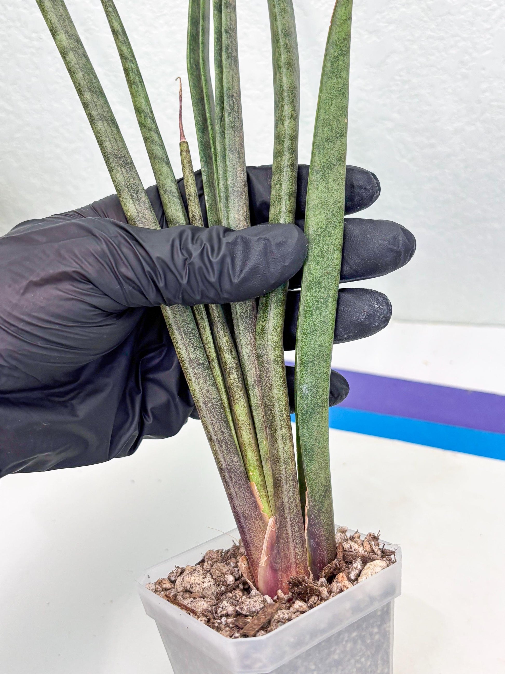 Sansevieria Vert Fonce (ob) (4) | New Imported Hybrids