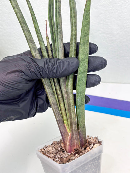 Sansevieria Vert Fonce (ob) (4) | New Imported Hybrids