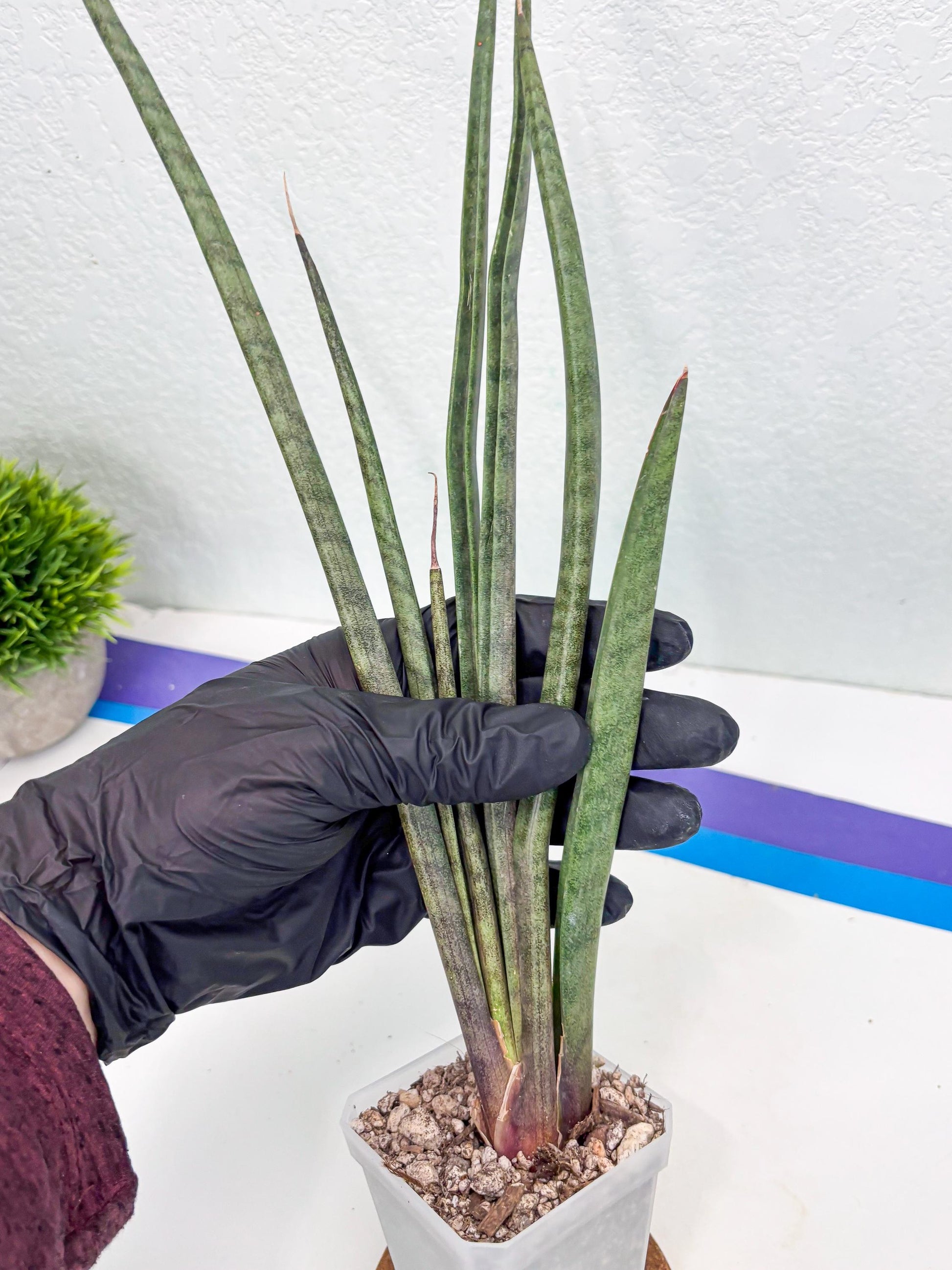 Sansevieria Vert Fonce (ob) (4) | New Imported Hybrids