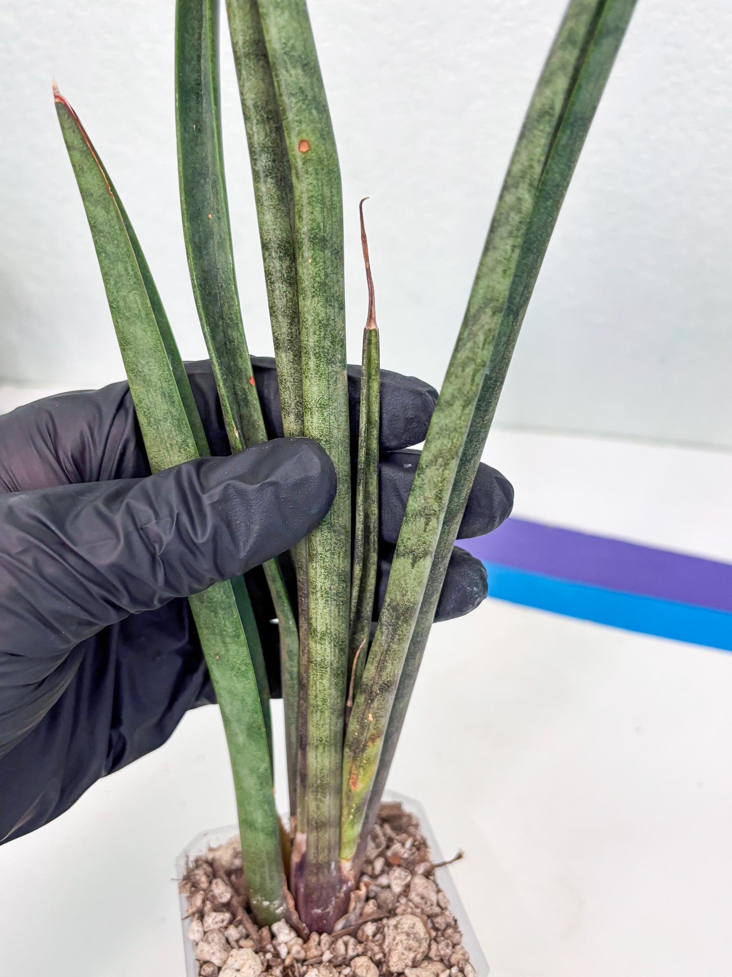 Sansevieria Vert Fonce (ob) (4) | New Imported Hybrids