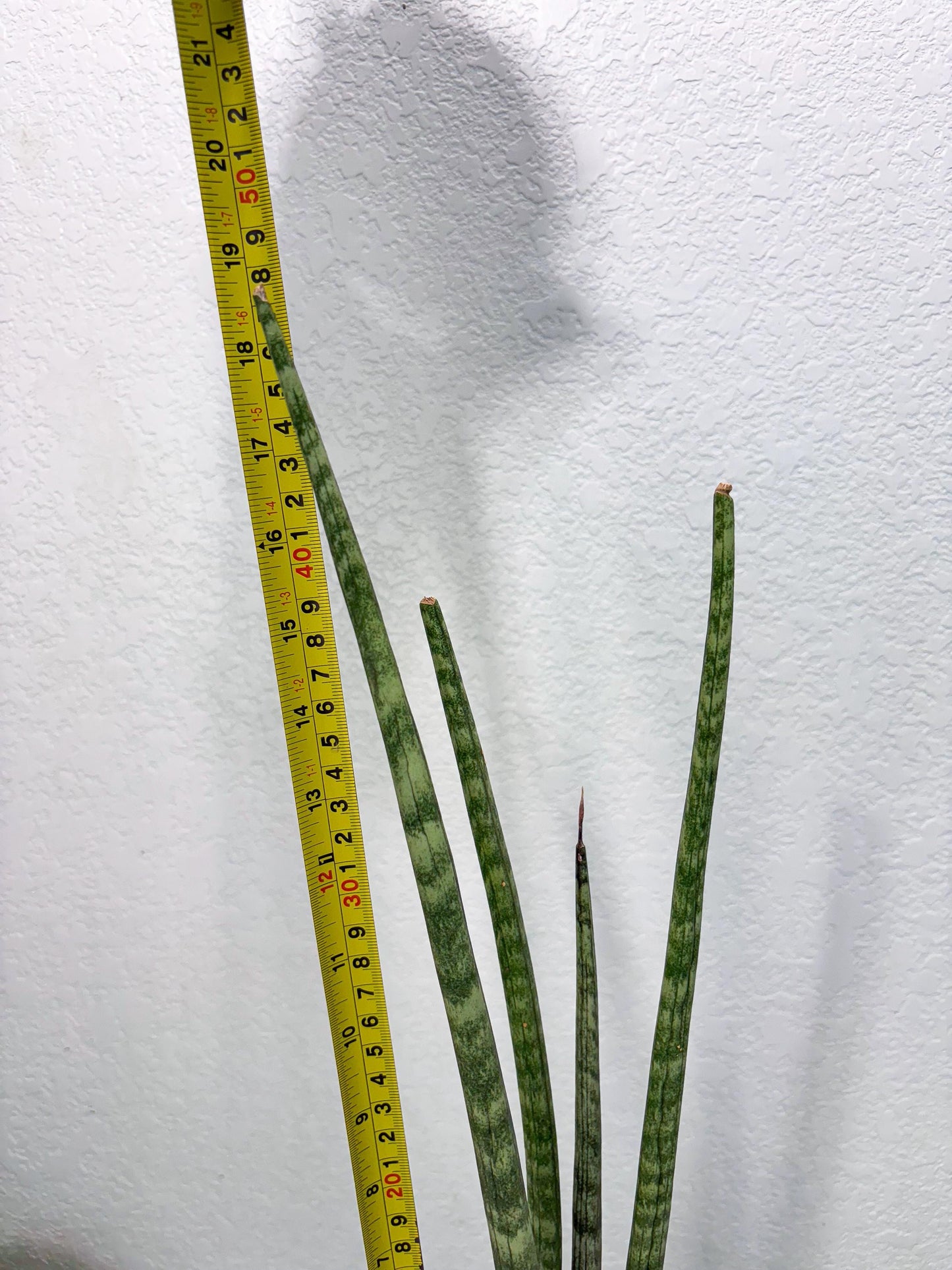 Sansevieria Pies Morados (ry) (2) | New Imported Hybrids