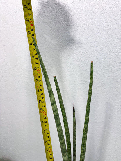 Sansevieria Pies Morados (ry) (2) | New Imported Hybrids