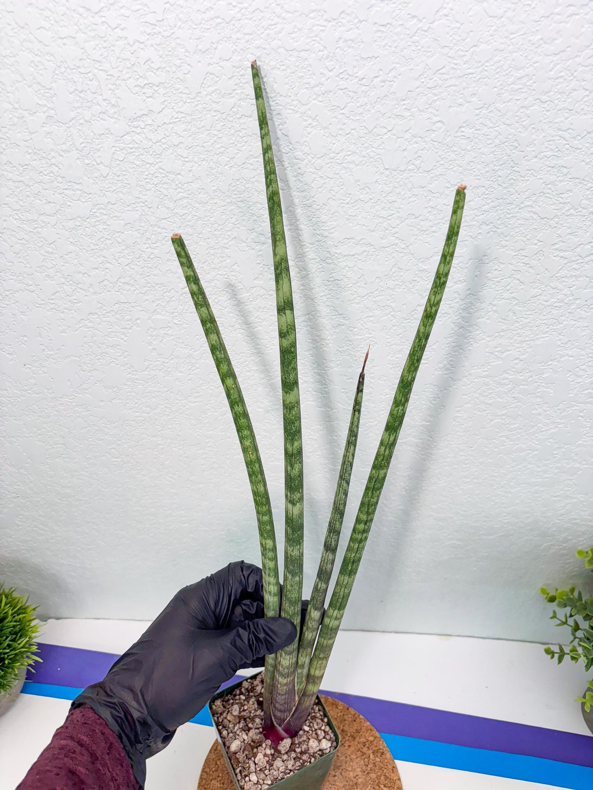 Sansevieria Pies Morados (ry) (2) | New Imported Hybrids