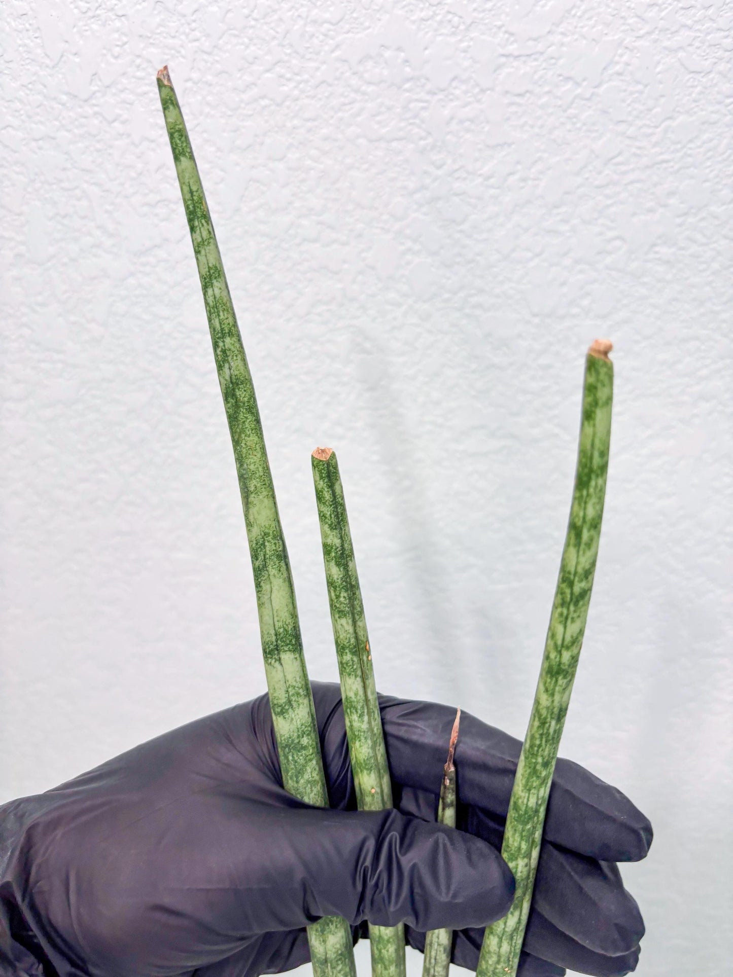 Sansevieria Pies Morados (ry) (2) | New Imported Hybrids
