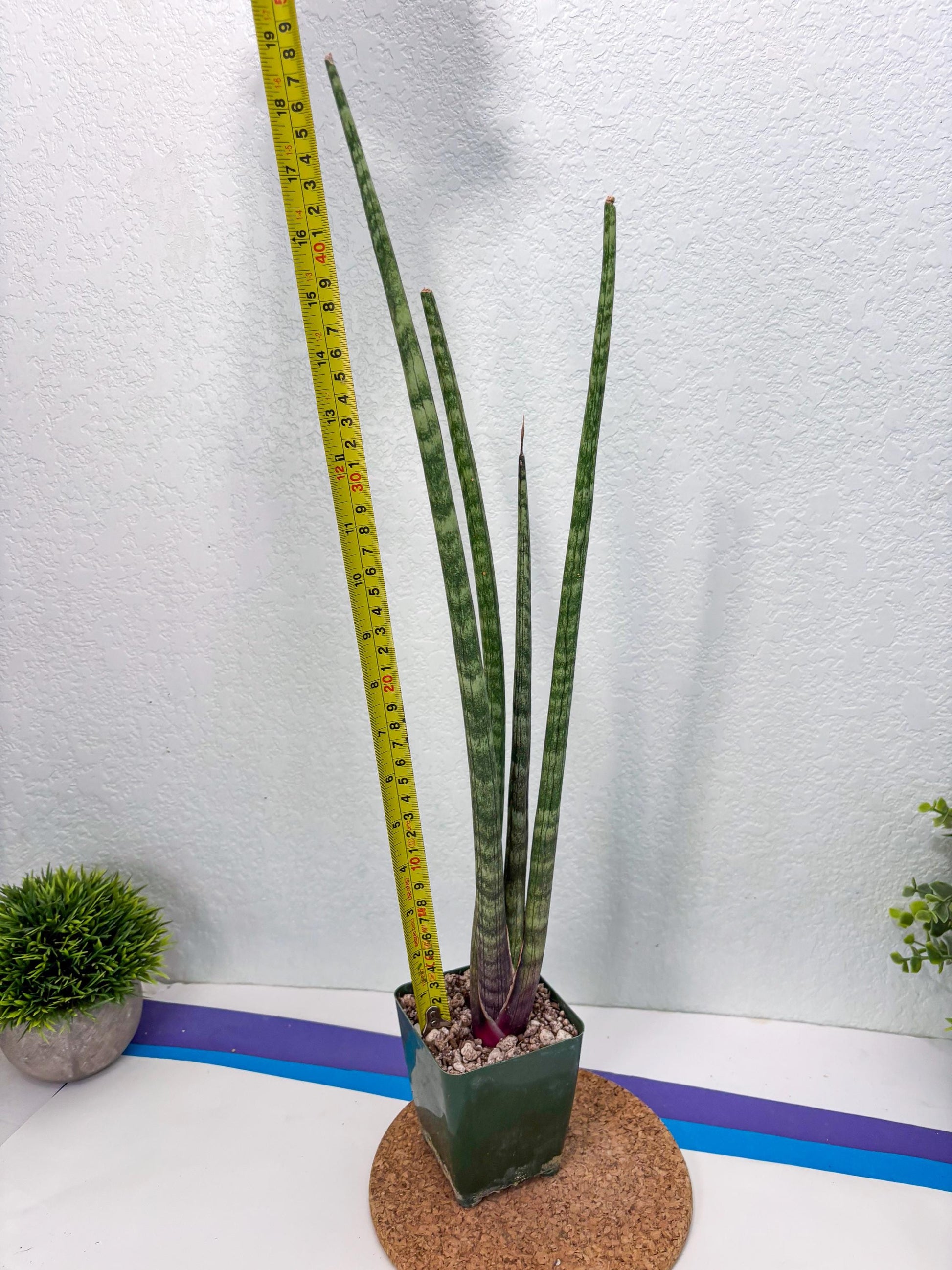 Sansevieria Pies Morados (ry) (2) | New Imported Hybrids
