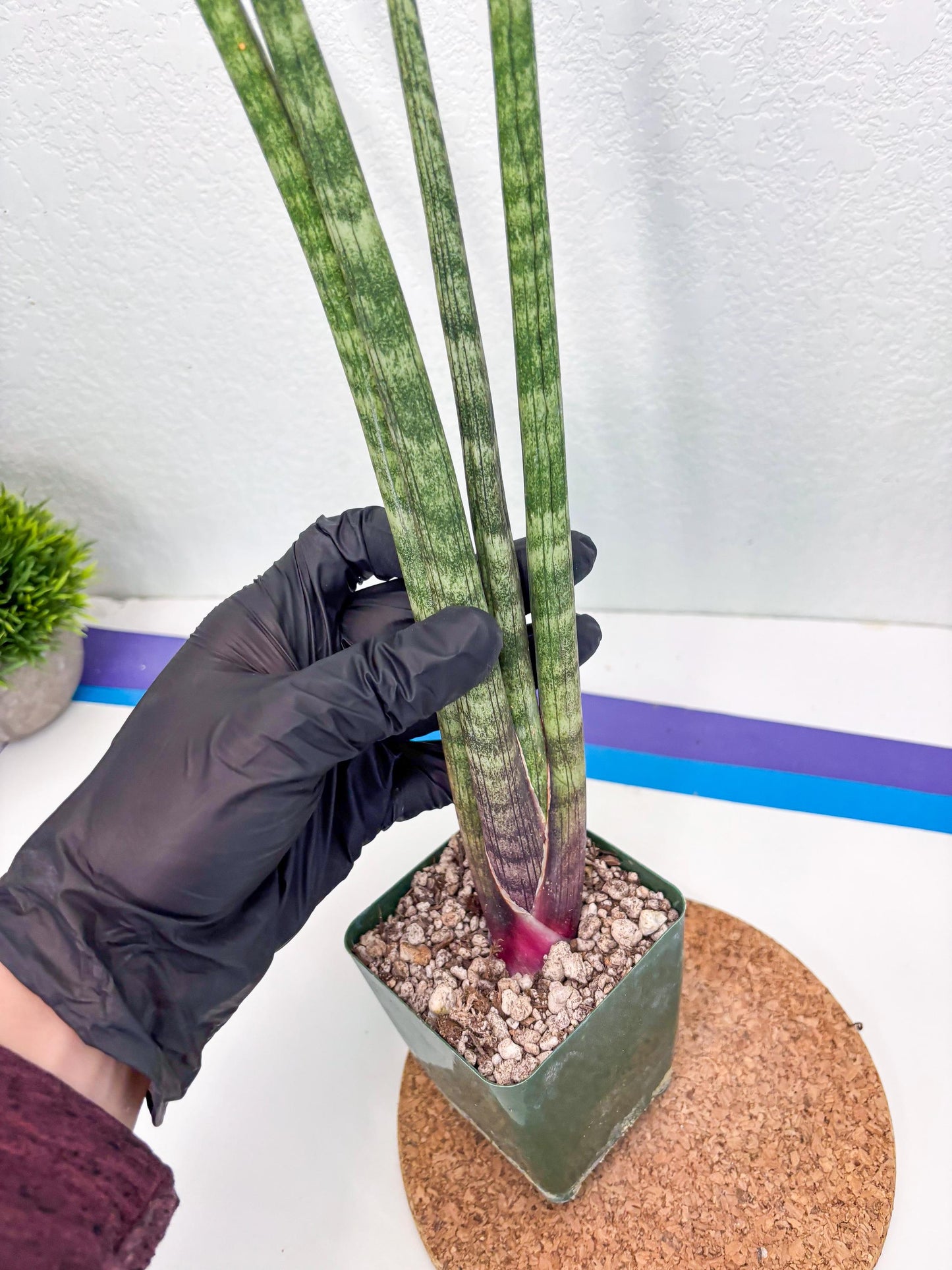 Sansevieria Pies Morados (ry) (2) | New Imported Hybrids