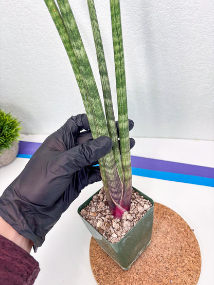Sansevieria Pies Morados (ry) (2) | New Imported Hybrids