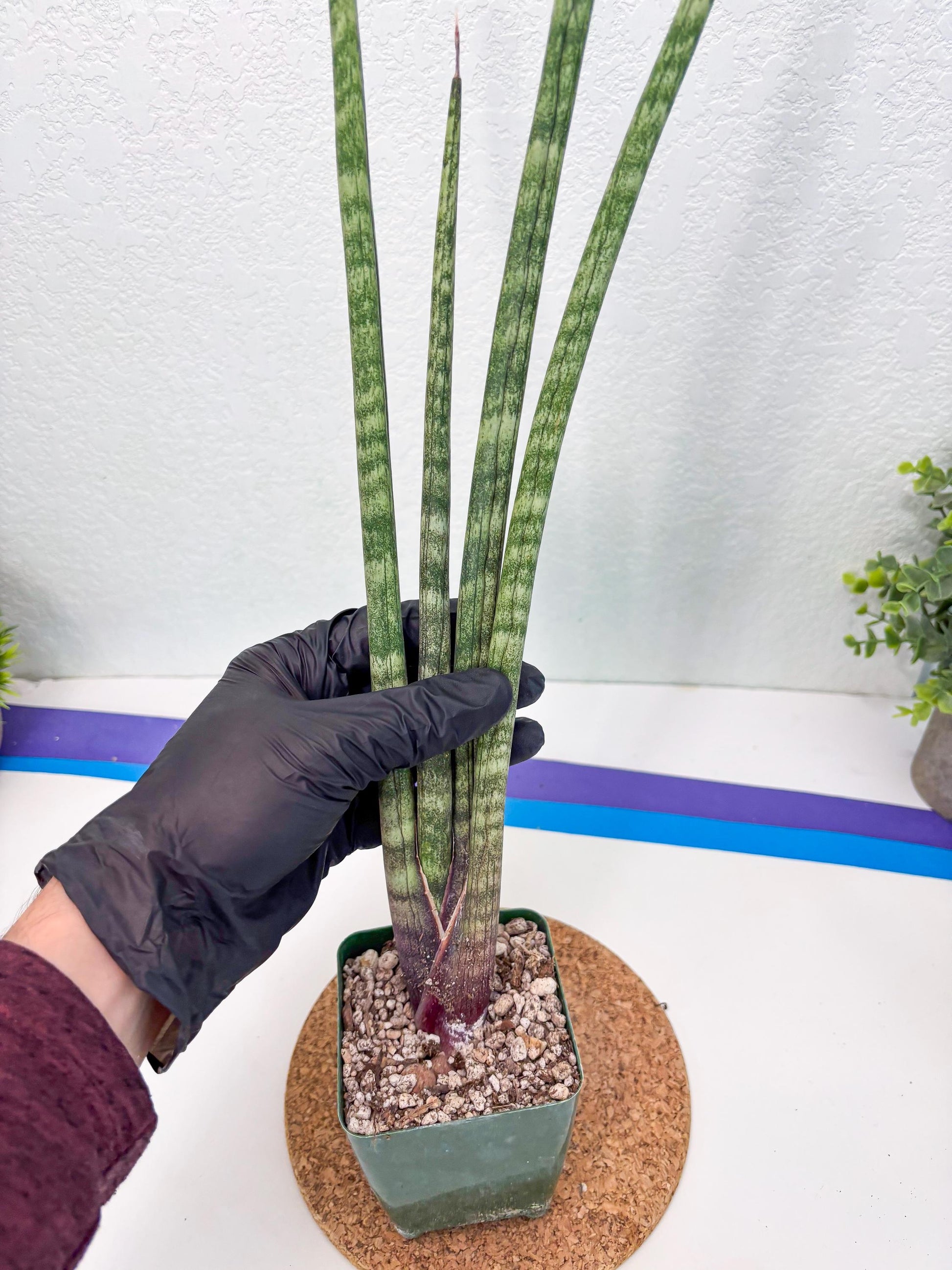 Sansevieria Pies Morados (ry) (2) | New Imported Hybrids
