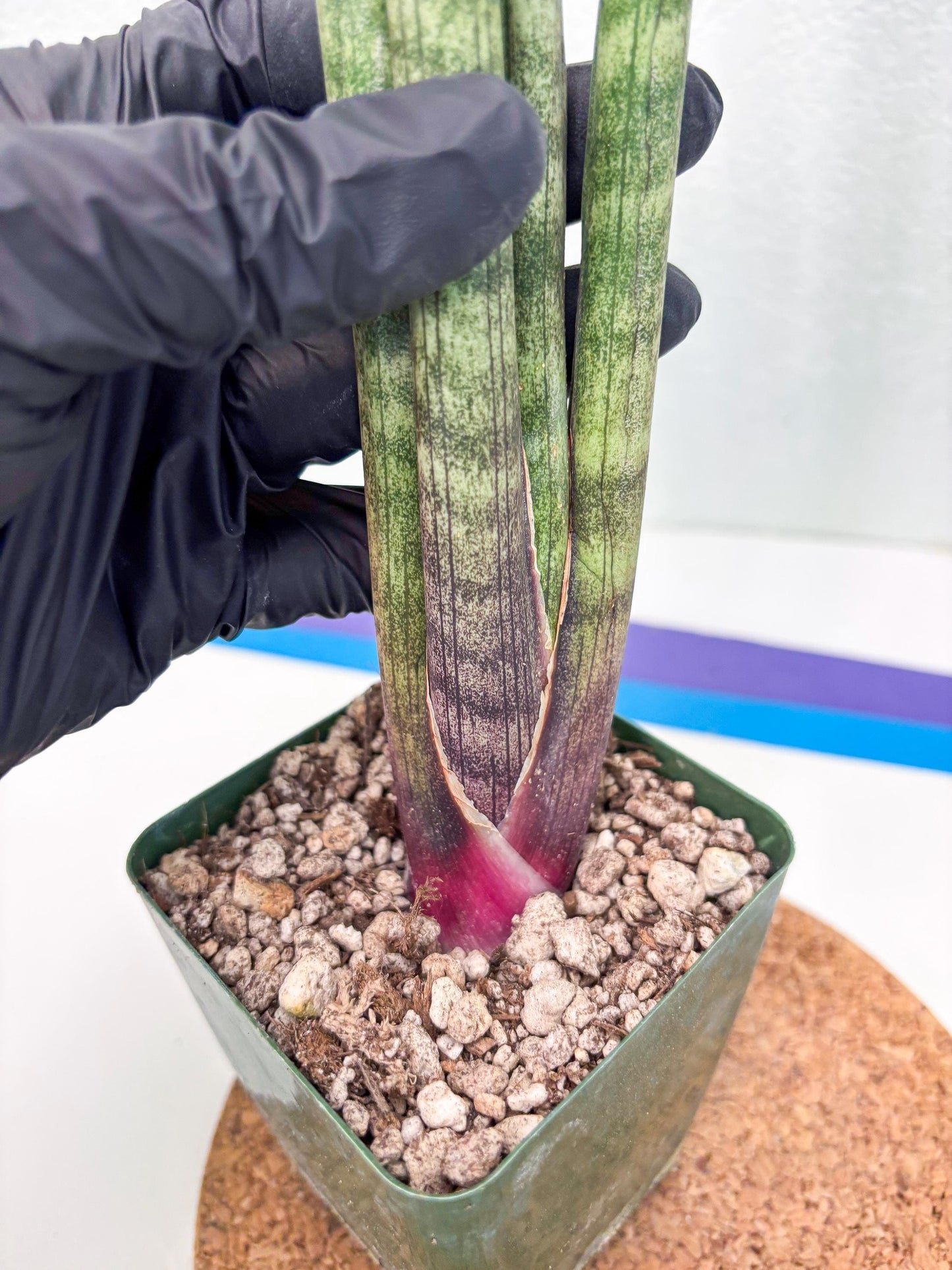 Sansevieria Pies Morados (ry) (2) | New Imported Hybrids