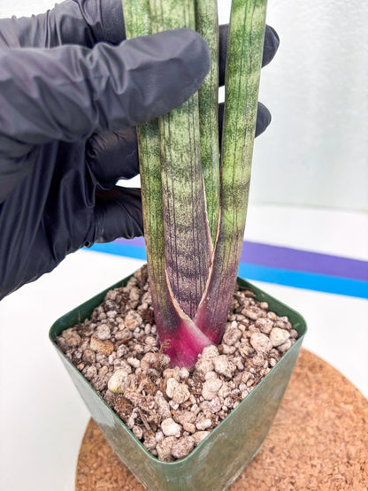 Sansevieria Pies Morados (ry) (2) | New Imported Hybrids
