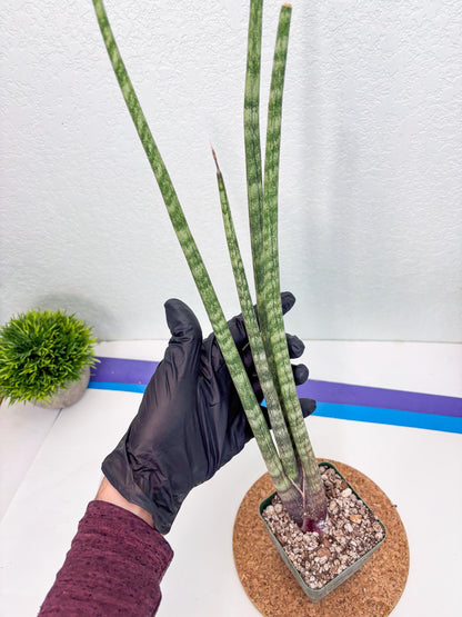 Sansevieria Pies Morados (ry) (2) | New Imported Hybrids