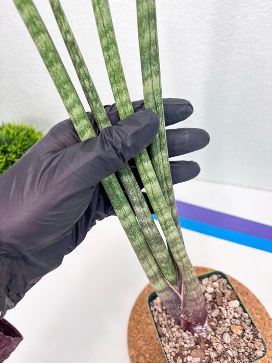 Sansevieria Pies Morados (ry) (2) | New Imported Hybrids