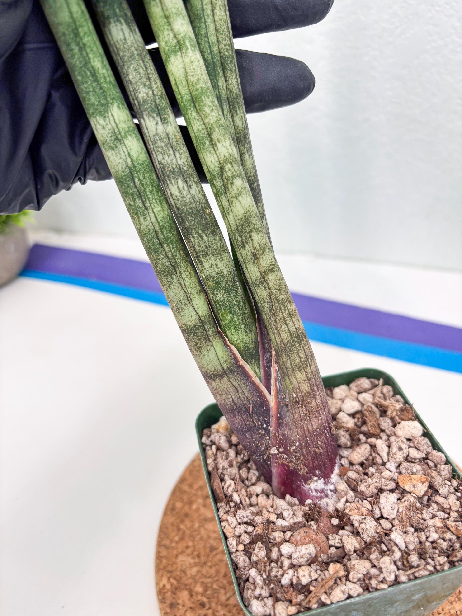 Sansevieria Pies Morados (ry) (2) | New Imported Hybrids