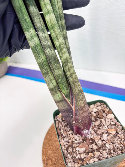Sansevieria Pies Morados (ry) (2) | New Imported Hybrids