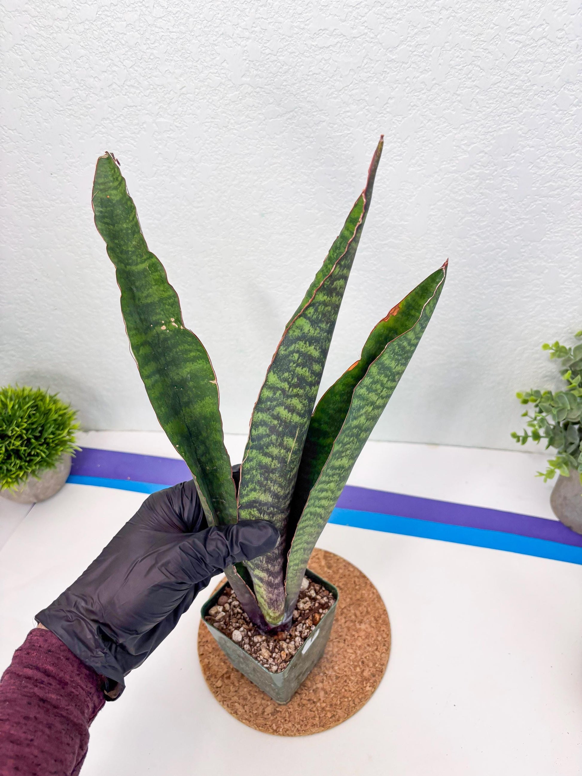 Sansevieria Mystic Magenta (ry) (6) | New Imported Hybrids