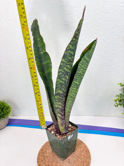 Sansevieria Mystic Magenta (ry) (6) | New Imported Hybrids