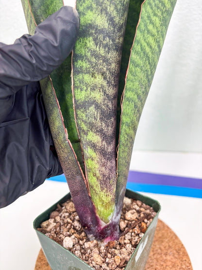Sansevieria Mystic Magenta (ry) (6) | New Imported Hybrids