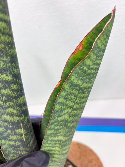 Sansevieria Mystic Magenta (ry) (6) | New Imported Hybrids