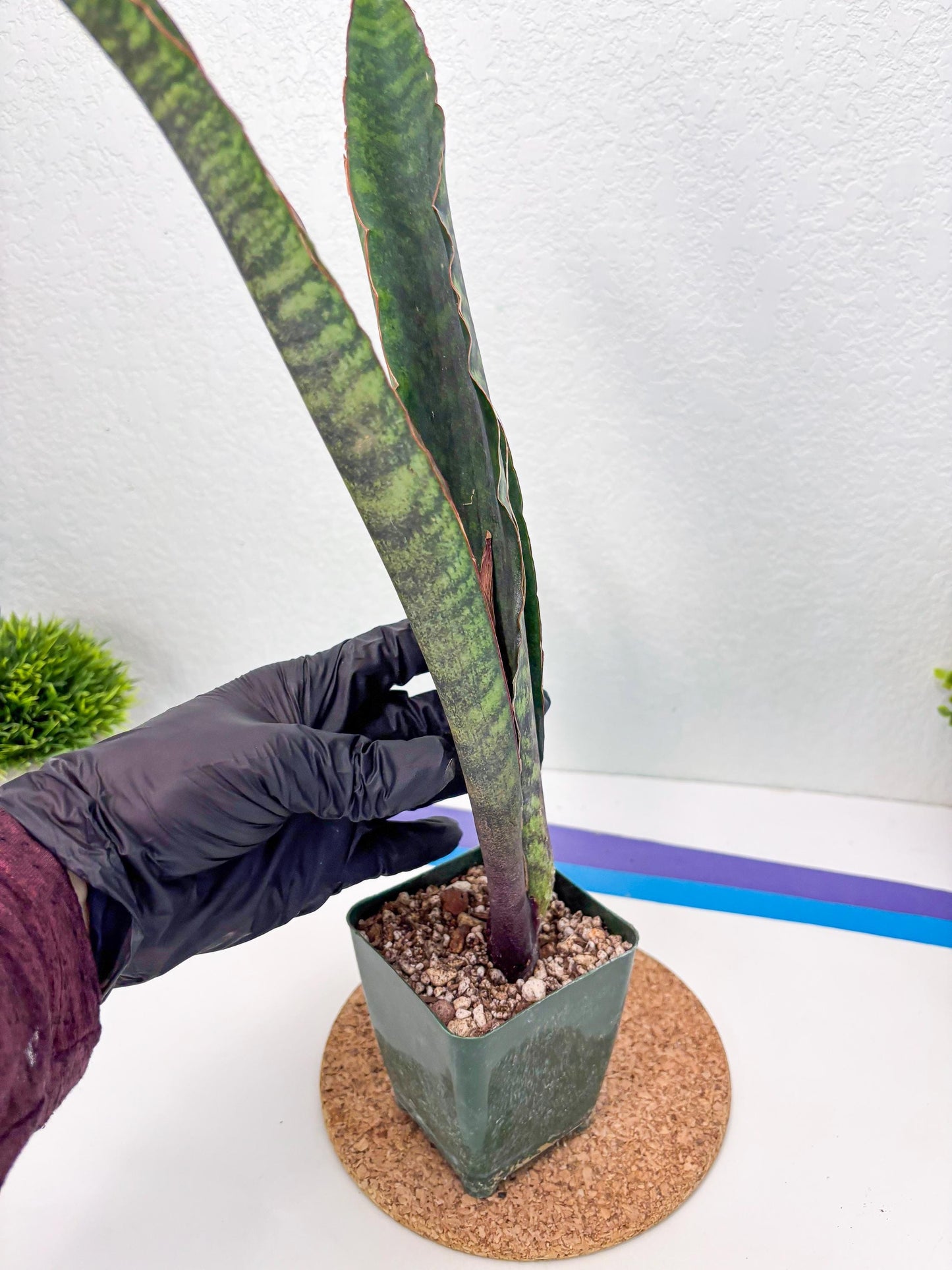 Sansevieria Mystic Magenta (ry) (6) | New Imported Hybrids