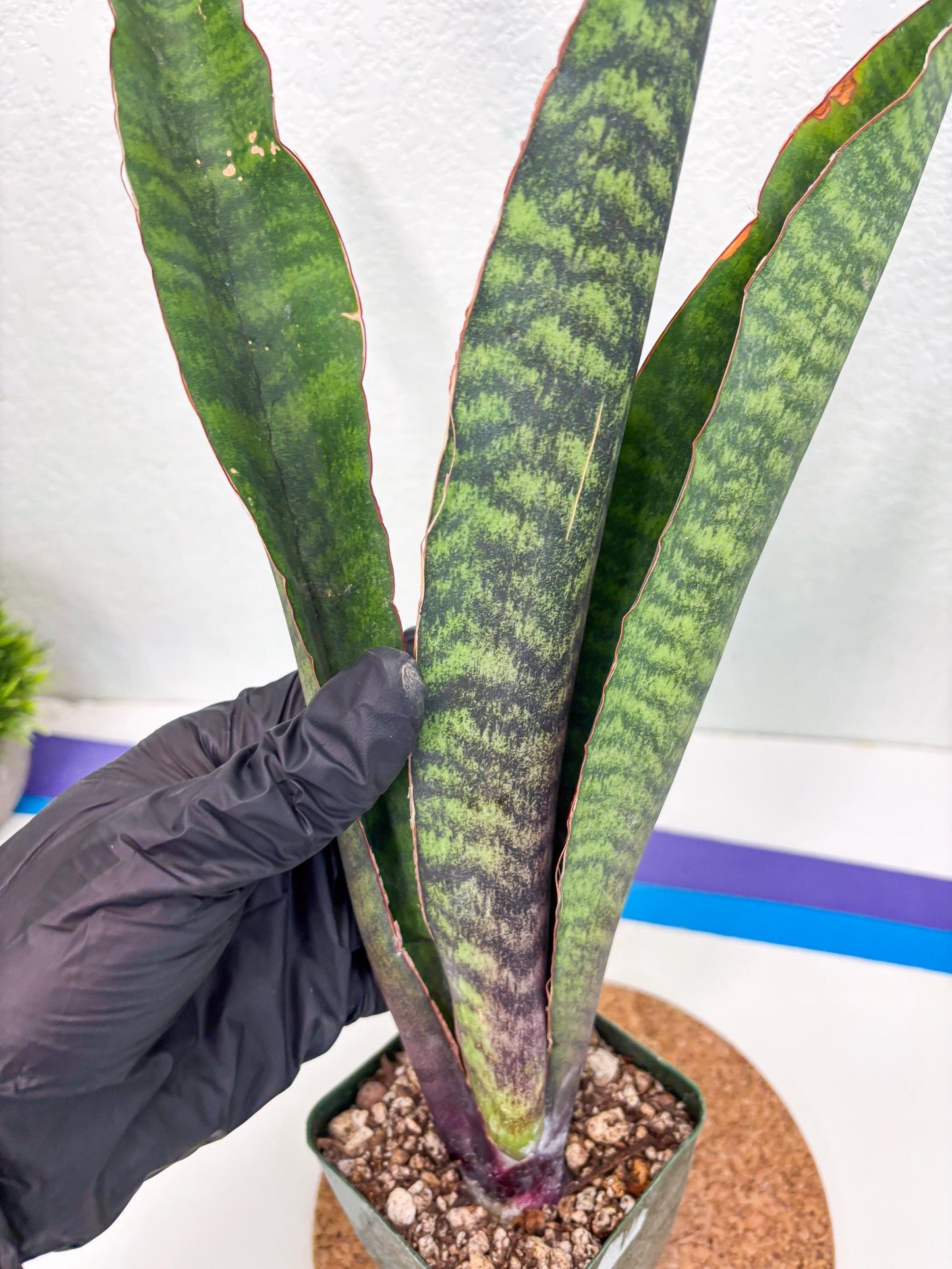 Sansevieria Mystic Magenta (ry) (6) | New Imported Hybrids