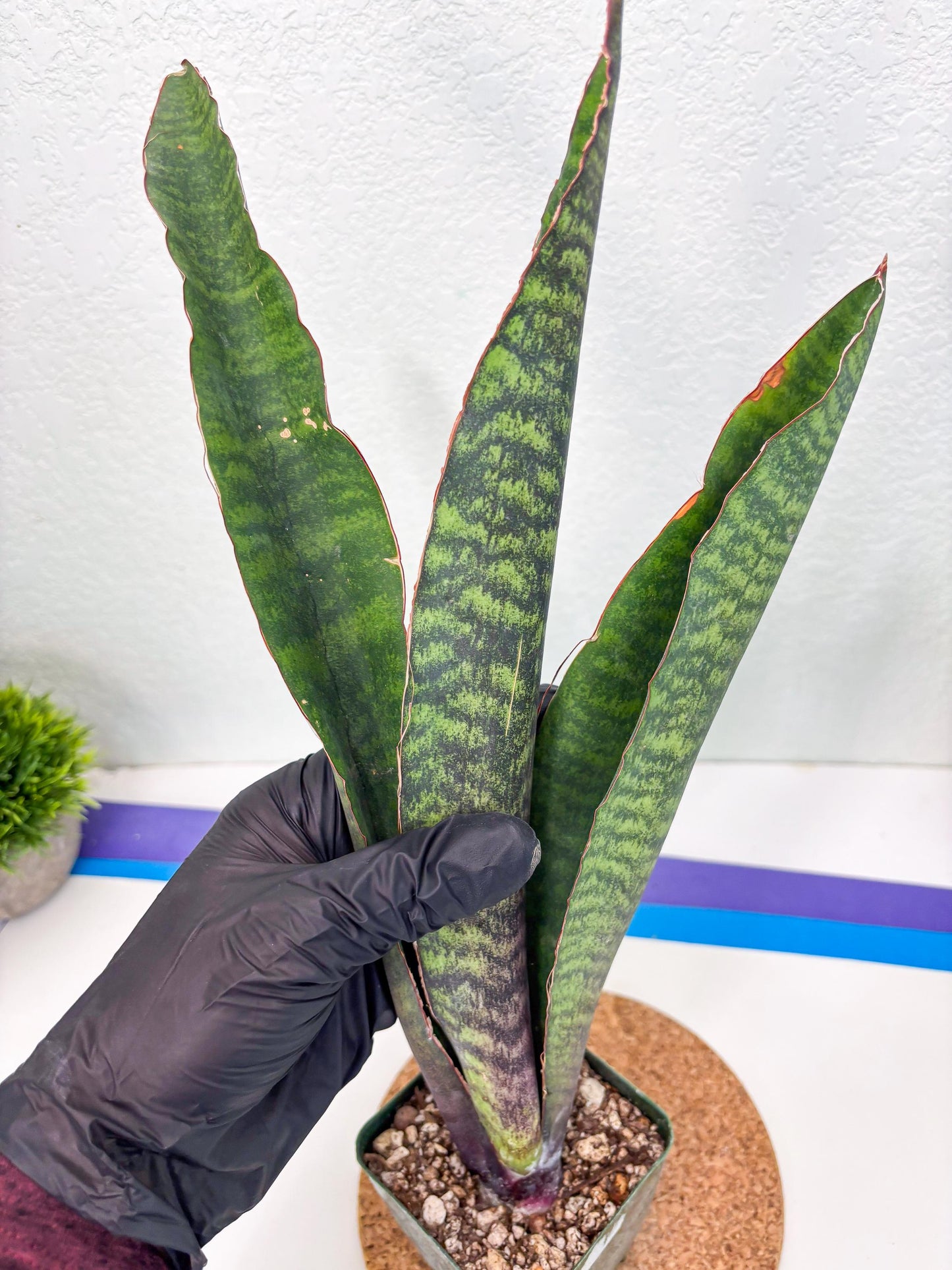 Sansevieria Mystic Magenta (ry) (6) | New Imported Hybrids