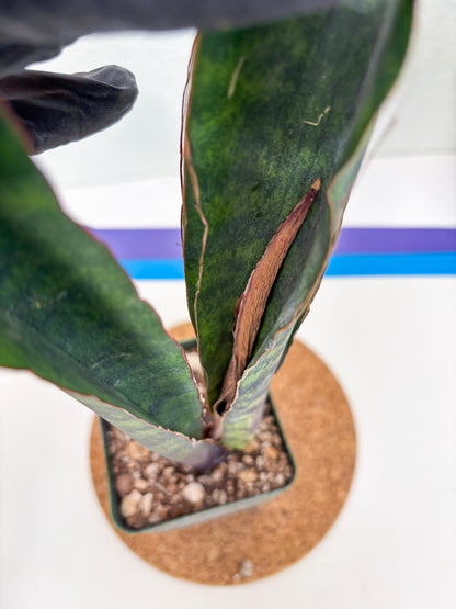Sansevieria Mystic Magenta (ry) (6) | New Imported Hybrids
