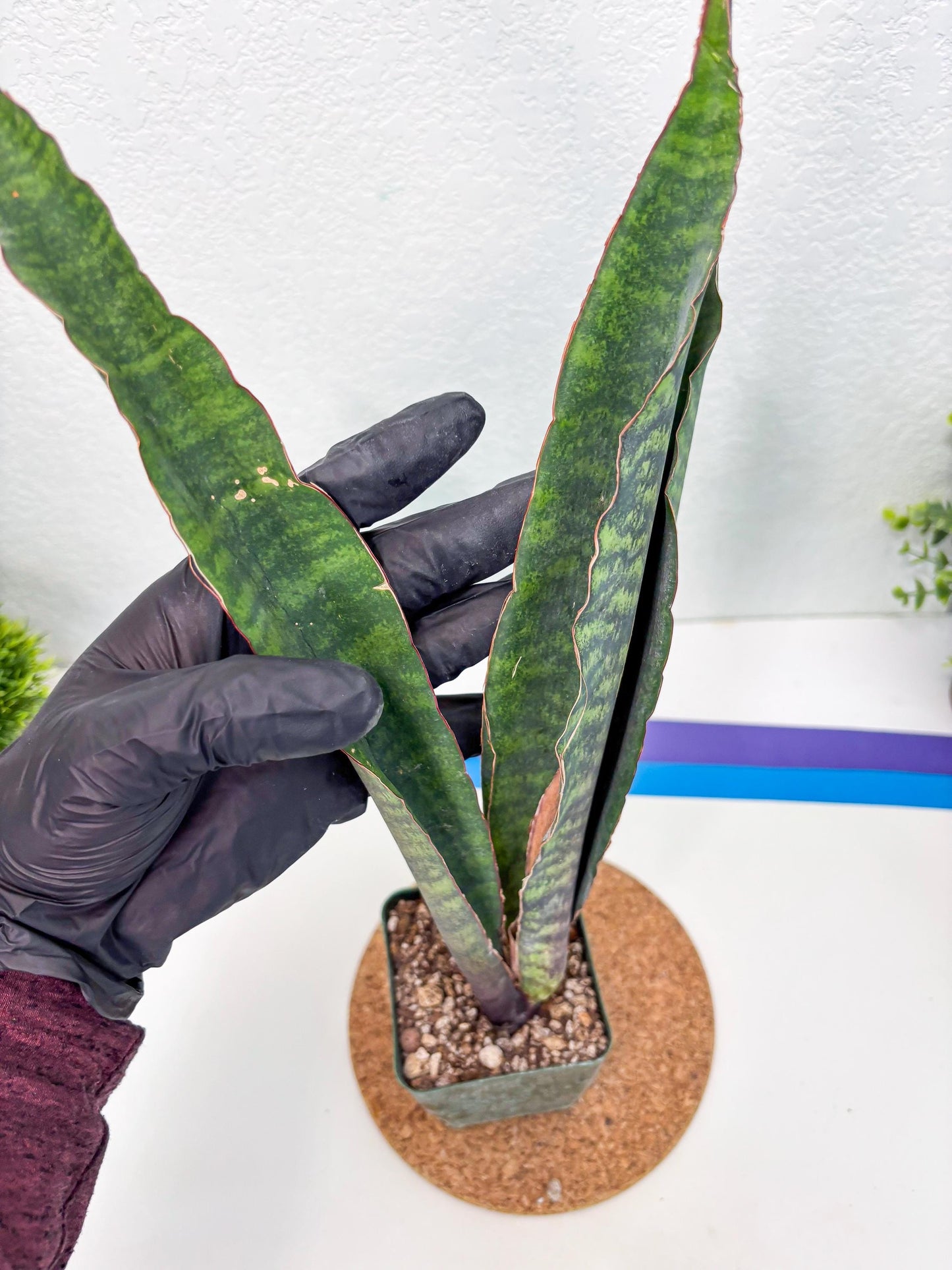 Sansevieria Mystic Magenta (ry) (6) | New Imported Hybrids