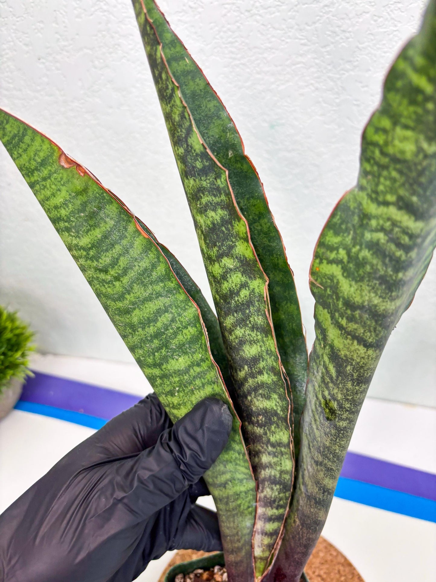 Sansevieria Mystic Magenta (ry) (6) | New Imported Hybrids
