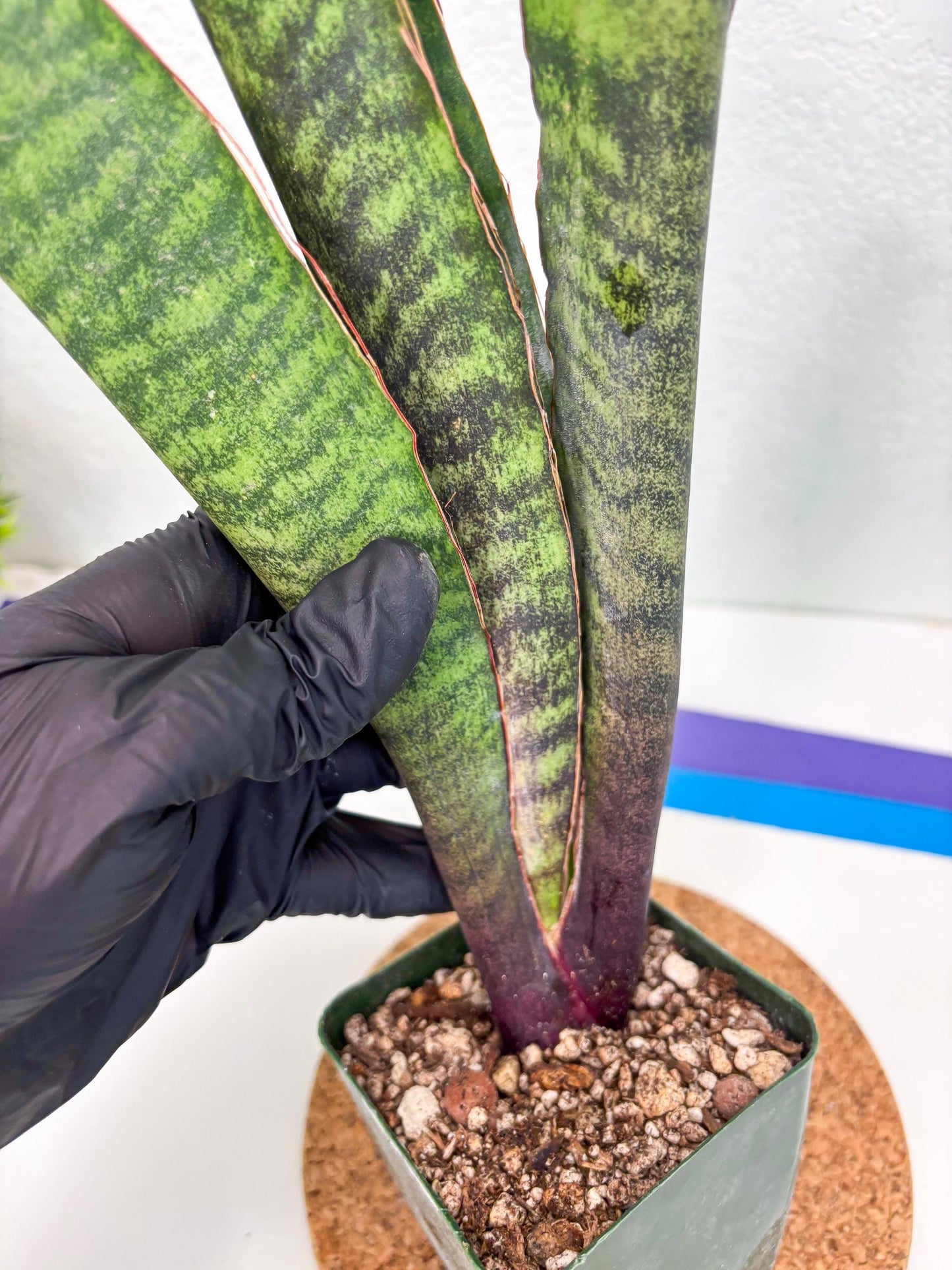 Sansevieria Mystic Magenta (ry) (6) | New Imported Hybrids
