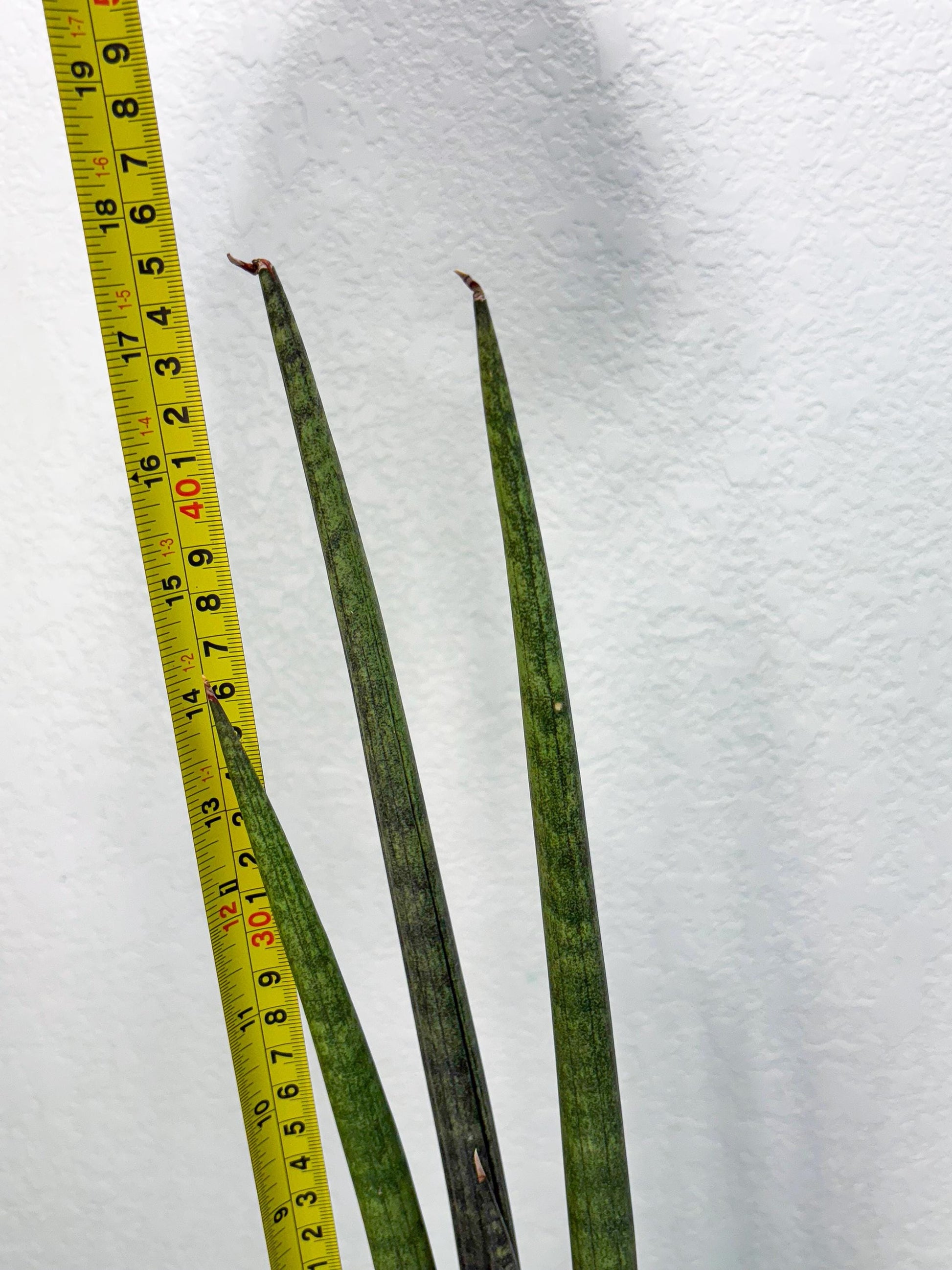 Sansevieria Midori Murasaki (ry) (11) | New Imported Hybrids