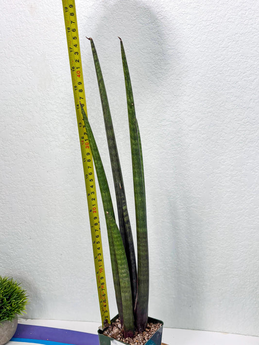 Sansevieria Midori Murasaki (ry) (11) | New Imported Hybrids