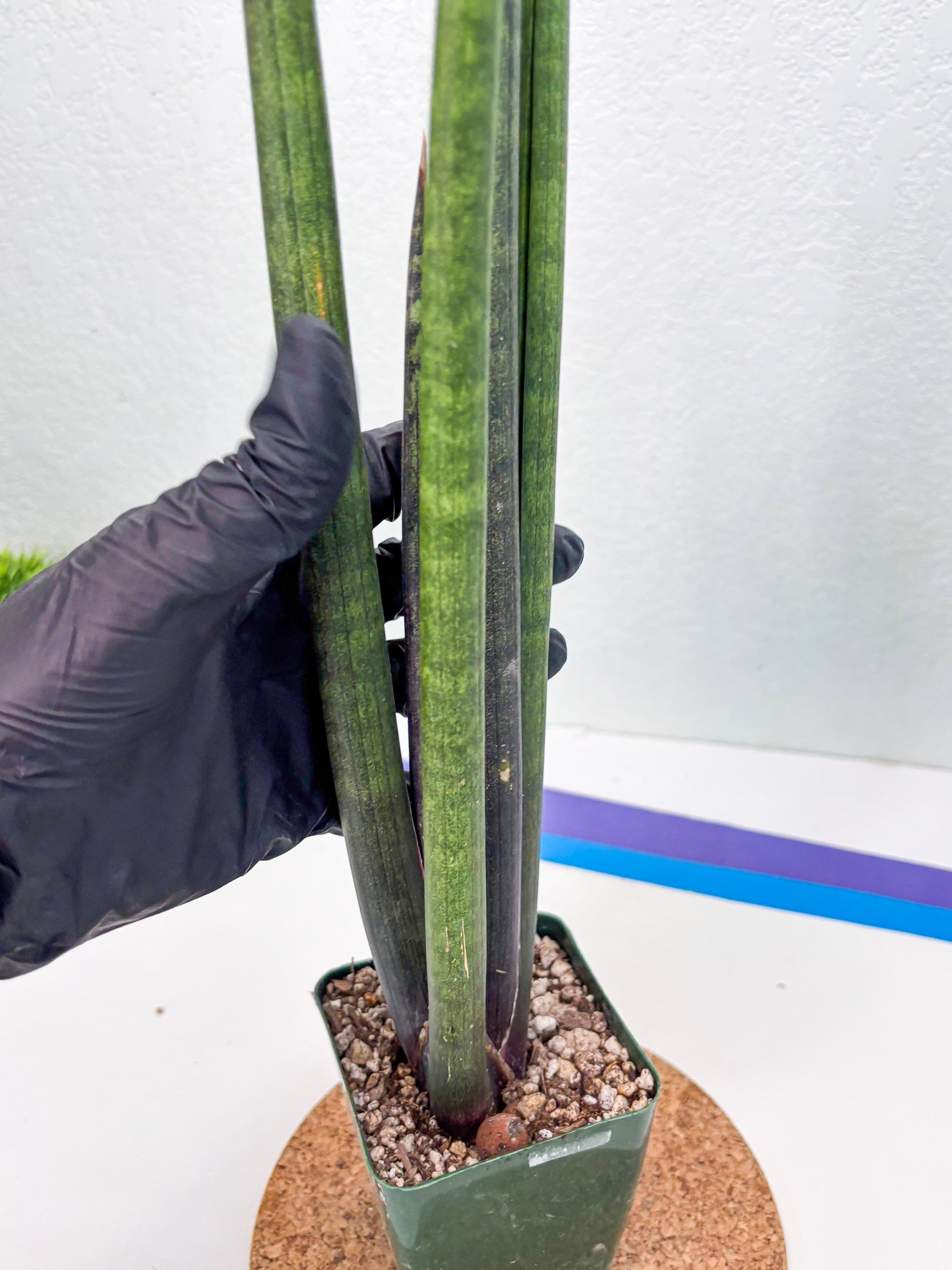 Sansevieria Midori Murasaki (ry) (11) | New Imported Hybrids