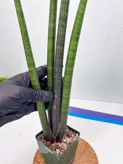 Sansevieria Midori Murasaki (ry) (11) | New Imported Hybrids