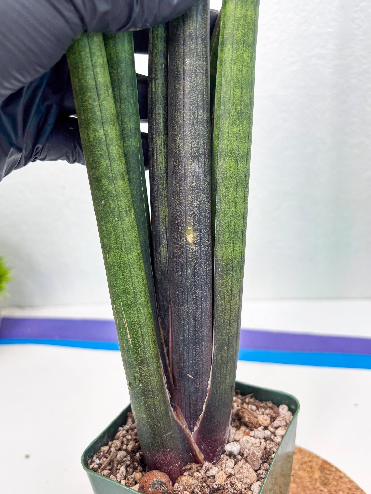 Sansevieria Midori Murasaki (ry) (11) | New Imported Hybrids