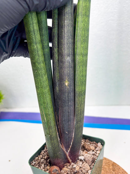 Sansevieria Midori Murasaki (ry) (11) | New Imported Hybrids
