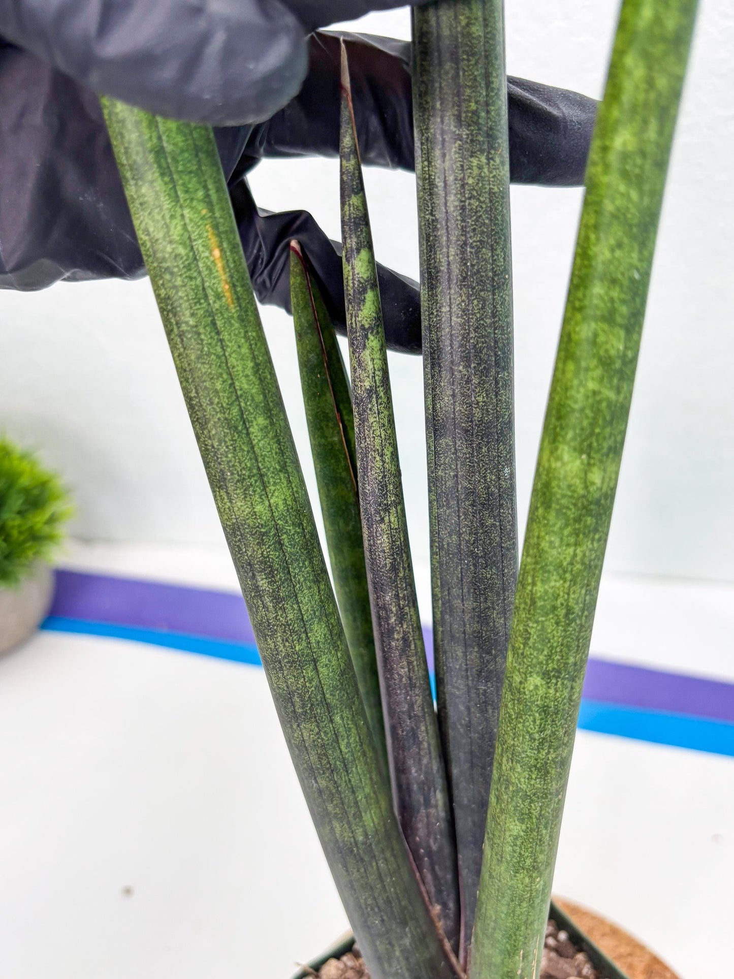 Sansevieria Midori Murasaki (ry) (11) | New Imported Hybrids