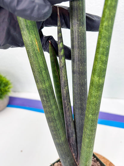 Sansevieria Midori Murasaki (ry) (11) | New Imported Hybrids