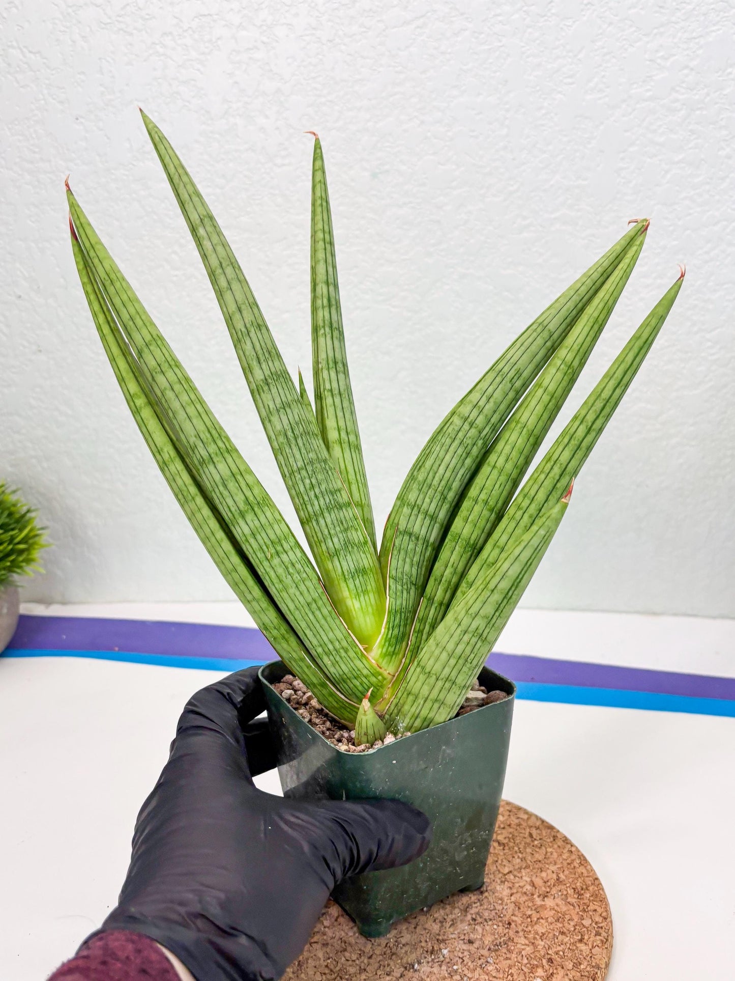 Sansevieria Akhdar (ry) (15) | New Imported Hybrids