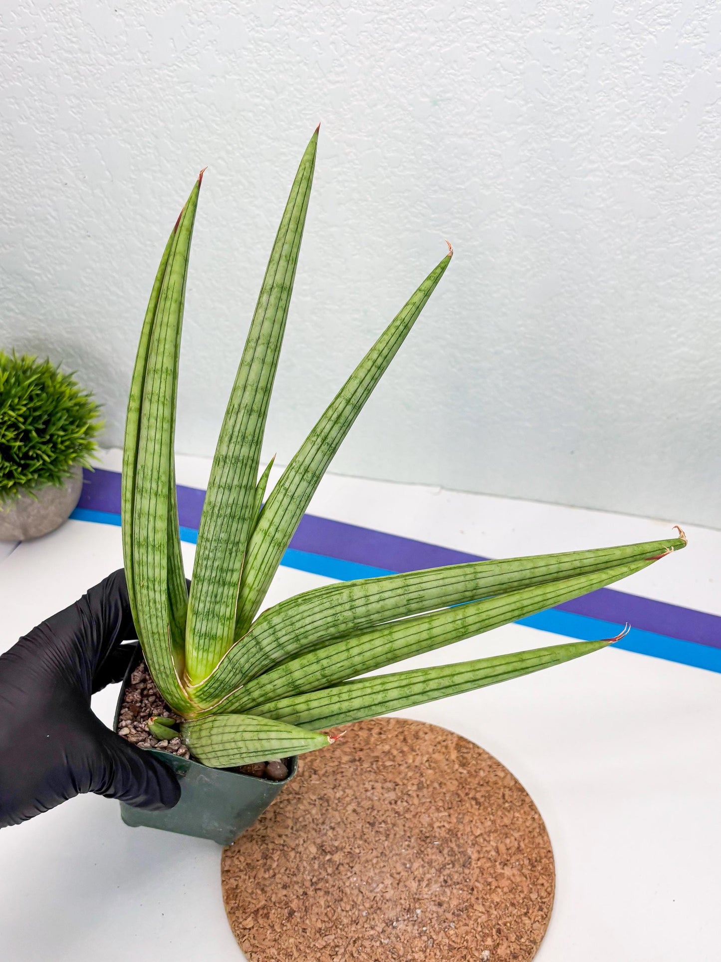 Sansevieria Akhdar (ry) (15) | New Imported Hybrids